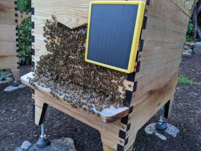 Hive with bearding bees