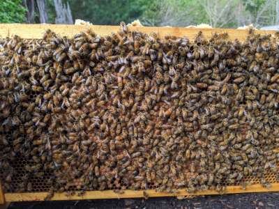 Frame with Bees